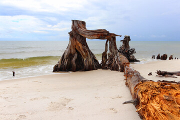 Driftwood and stump on the beach at Cape San Blas, Florida.