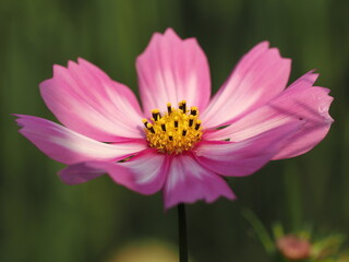Biało - różowy kwiat kosmos (Cosmos) © Nature Observatory