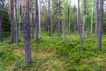 Obraz premium Beautiful old-growth Pine grove with green and lush forest floor in Oulanka National Park, Northern Finland
