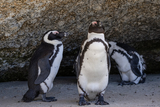 Three African penguins are hiding from the sun in the shade of a large stone. South Africa, natural habitat of endangered animals. black-footed, Spectacled penguin.  - Powered by Adobe