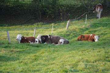 Three young cattle are resting in the grass of the pasture - a fourth cattle is searching the undergrowth