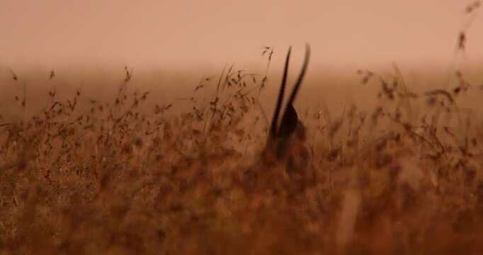 Wide shot of a Grant's gazelle (Nanger granti) walking through tall grass and staring directly at the camera during the morning in Kenya.