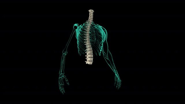 backbones 3D Animation