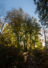 Fototapeta premium Fall trees