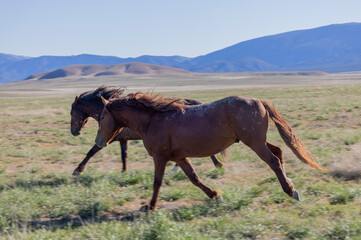 Wild Horses in the Utah Desert in Springtime