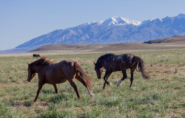 Wild Horses in the Utah Desert in Springtime