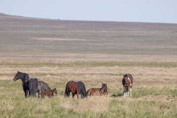 Naklejka premium Wild Horses in the Utah Desert in Springtime
