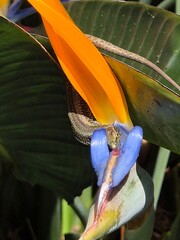 bird of paradise flower with lizard