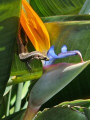 Lizard on a flower