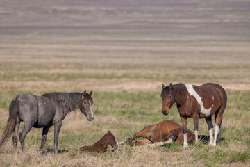 Fototapeta premium Wild Horses in the Utah Desert in Springtime