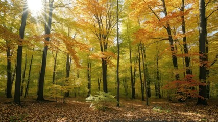 Beautiful autumn forest with sunlight streaming through the colorful leaves, bright, autumn