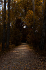 Obraz premium A peaceful dirt path lined with tall trees, surrounded by golden autumn leaves. Ideal for seasonal, nature, and hiking themes.