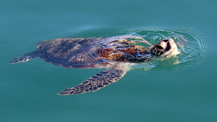 Żółwie morskie Oman (Turtles)