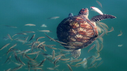 Żółwie morskie Oman (Turtles) © Grzegorz