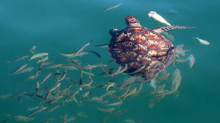 Żółwie morskie Oman (Turtles) © Grzegorz