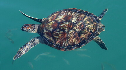 Żółwie morskie Oman (Turtles) © Grzegorz