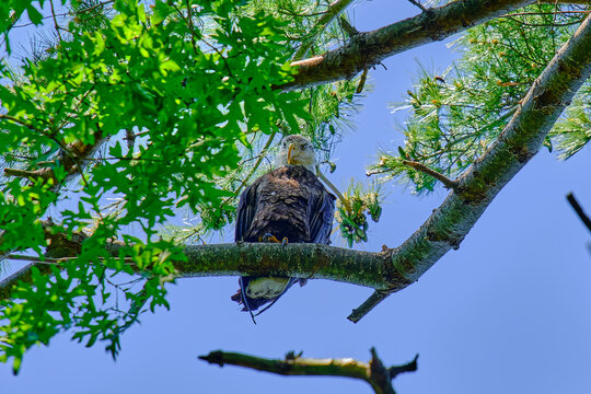 An American bald eagle perched on a branch looking down.