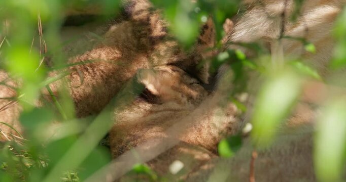 Close up of two lion cubs (Panthera leo) as they suckle their mother resting under shade during the morning in Kenya.