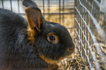 Exhibition of purebred rabbits - rabbit, rabbits presented during the Świętokrzyska Rabbit Exhibition - Kielce 2024 - selective focus © ukasz