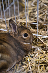 Exhibition of purebred rabbits - rabbit, rabbits presented during the Świętokrzyska Rabbit Exhibition - Kielce 2024 - selective focus © ukasz
