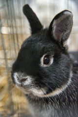 Exhibition of purebred rabbits - rabbit, rabbits presented during the Świętokrzyska Rabbit Exhibition - Kielce 2024 - selective focus © ukasz