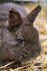 Exhibition of purebred rabbits - rabbit, rabbits presented during the Świętokrzyska Rabbit Exhibition - Kielce 2024 - selective focus © ukasz