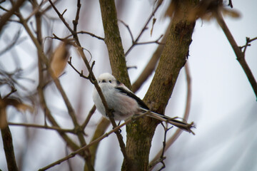 Obraz premium a long-tailed tit, aegithalos caudatus, perched on a tree at a winter day