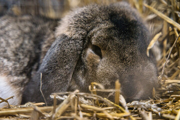 Exhibition of purebred rabbits - rabbit, rabbits presented during the Świętokrzyska Rabbit Exhibition - Kielce 2024 - selective focus © ukasz