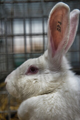 Exhibition of purebred rabbits - rabbit, rabbits presented during the Świętokrzyska Rabbit Exhibition - Kielce 2024 - selective focus © ukasz