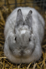 Exhibition of purebred rabbits - rabbit, rabbits presented during the Świętokrzyska Rabbit Exhibition - Kielce 2024 - selective focus © ukasz