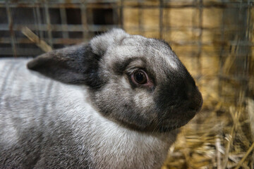 Exhibition of purebred rabbits - rabbit, rabbits presented during the Świętokrzyska Rabbit Exhibition - Kielce 2024 - selective focus © ukasz