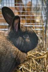 Exhibition of purebred rabbits - rabbit, rabbits presented during the Świętokrzyska Rabbit Exhibition - Kielce 2024 - selective focus © ukasz