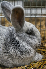 Exhibition of purebred rabbits - rabbit, rabbits presented during the Świętokrzyska Rabbit Exhibition - Kielce 2024 - selective focus © ukasz
