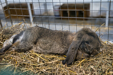 Exhibition of purebred rabbits - rabbit, rabbits presented during the Świętokrzyska Rabbit Exhibition - Kielce 2024 - selective focus © ukasz