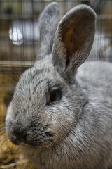 Exhibition of purebred rabbits - rabbit, rabbits presented during the Świętokrzyska Rabbit Exhibition - Kielce 2024 - selective focus © ukasz