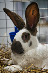 Exhibition of purebred rabbits - rabbit, rabbits presented during the Świętokrzyska Rabbit Exhibition - Kielce 2024 - selective focus © ukasz