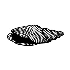 Decorative sketch of sea shell,Vector graphics.