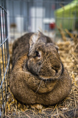 Exhibition of purebred rabbits - rabbit, rabbits presented during the Świętokrzyska Rabbit Exhibition - Kielce 2024 - selective focus © ukasz