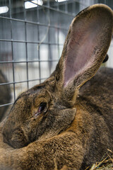Exhibition of purebred rabbits - rabbit, rabbits presented during the Świętokrzyska Rabbit Exhibition - Kielce 2024 - selective focus © ukasz