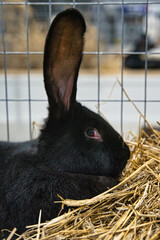 Exhibition of purebred rabbits - rabbit, rabbits presented during the Świętokrzyska Rabbit Exhibition - Kielce 2024 - selective focus © ukasz