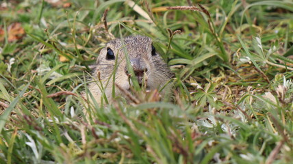 Suseł - Rezerwat Mlada Boleslaw Czechy