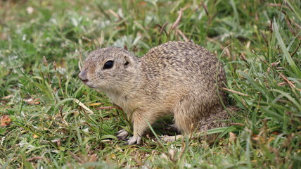 Suseł - Rezerwat Mlada Boleslaw Czechy