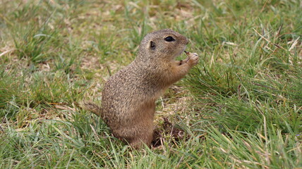 Suseł - Rezerwat Mlada Boleslaw Czechy