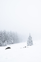 Obraz premium Pine trees are blanketed in snow, their branches heavy and white. A thick fog envelops the scene, softening the outlines and creating a serene, ethereal atmosphere in the winter landscape.