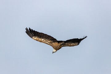 Obraz premium Griffon vulture (Gyps fulvus) in full flight, in the Monfragüe natural park, Extremadura, Spain.