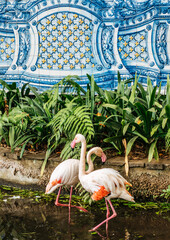 Flamingos at Monte Palace Tropical Garden in Funchal on Madeira island, Portugal