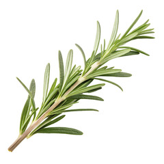 Fototapeta premium Fresh Rosemary Herb Sprig isolated on transparent background cutout, Png, Cutout