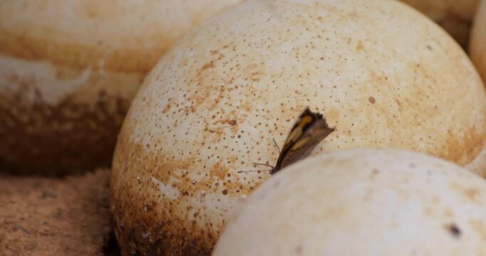 Close up of a Yellow Pansy butterfly (Junonia hierta cebrene) resting on an ostrich (Struthio camelus) egg during the afternoon in Kenya.