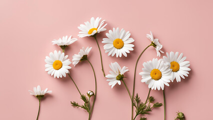 Obraz premium A setting filled with daisy flowers against a pink backdrop