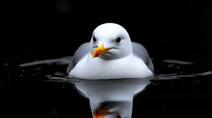Seagull gliding over dark oil stains in an urban waterway setting